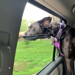 Meet your Posher, Tracy